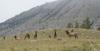 PICTURES/Yellowstone National Park - Day 1/t_Elk Herd1.JPG